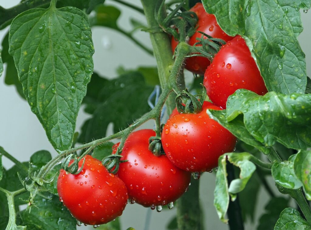 Lidl_pomidory