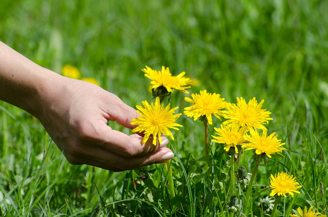 Closeup shot of a human hand cropping a yellow dandelion from the green grass