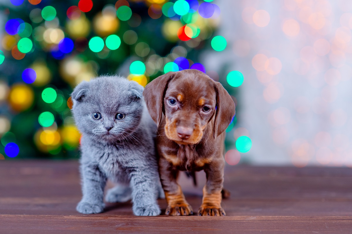 pies i kot podczas świąt