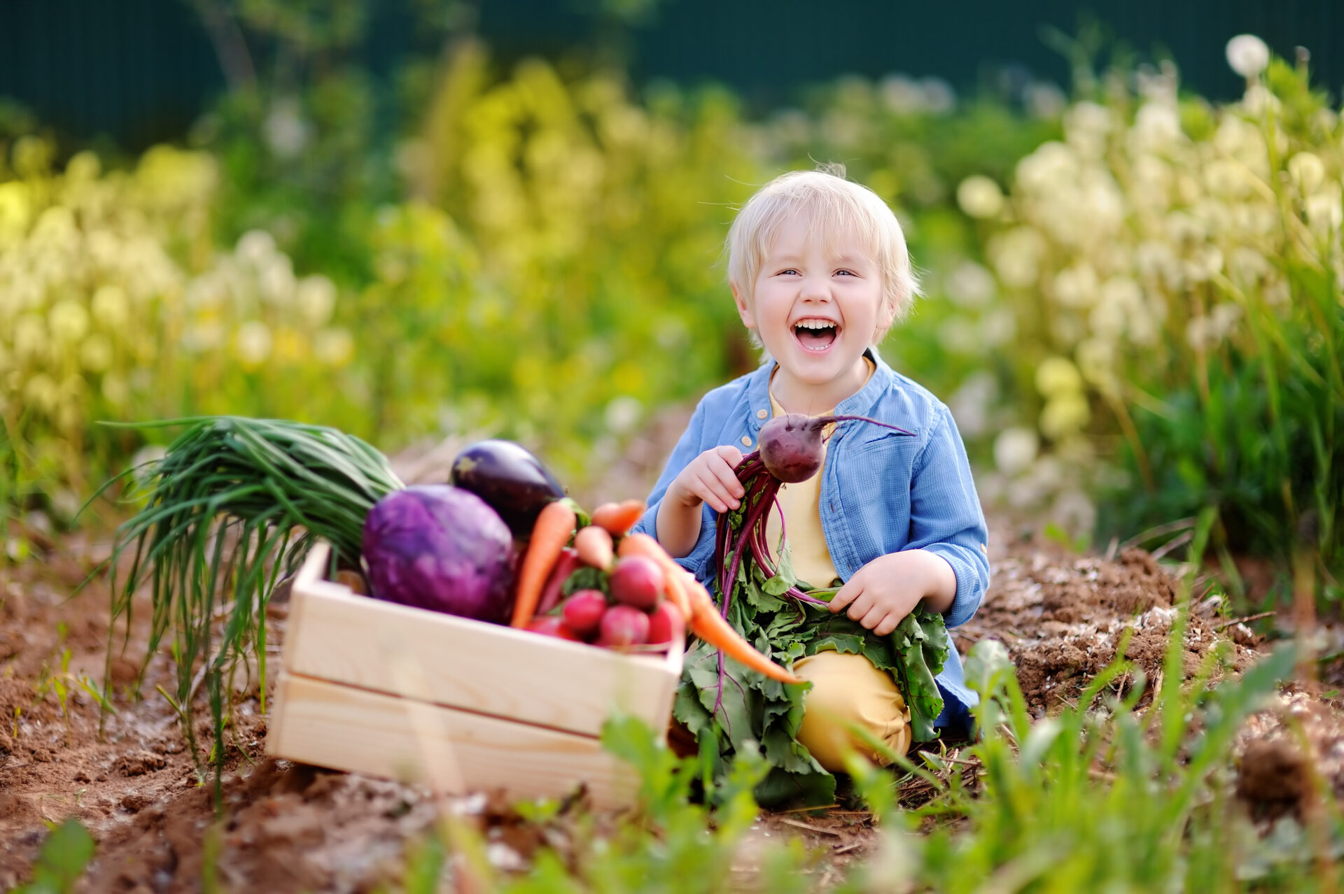 Cute little boy holding fresh organic beet in domestic garden