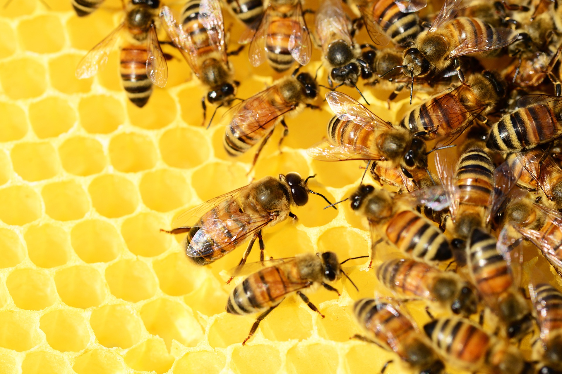 pszczoły i miód