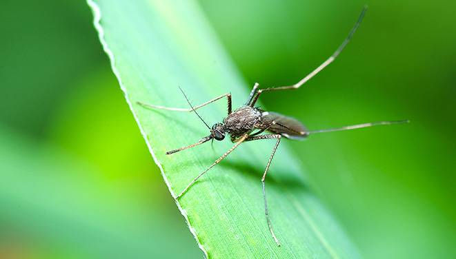 Walka z komarami