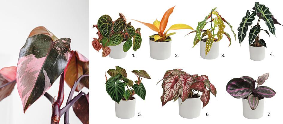 1. Begonia Ferox 25 cm 69,90 zł kod 86989619 2. Filodendron Red Sun 8 cm 19,99 zł, kod 86870144, 3. Begonia Maculata 25 cm 59,99 zł, kod 86870103, 4. Alokazja Polly 40 cm 27,99 zł, kod 86492389, 5. Filodendreon Verruc Incensi 25 cm 64,99 zł kod 89946712, 6. Kaladium mix 40-45 cm 69.99 zł, 88221710, 7. Kalatea Roseopicta Illustriou 15 cm 16,79 zł.