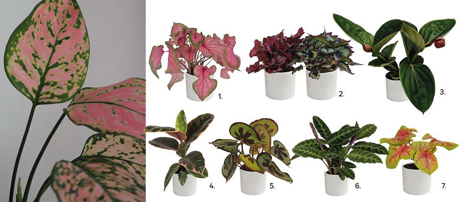 1. Kaladium mix 35-40 cm 43,99 zł 82704685, 2. Begonia Beleaf 25cm mix 34,99 zł, kod 89446605, 3. Medynila Magnifica Lambada 45cm 79,90 zł, kod 89877824, 4. Fikus sprężysty Belize 30 cm 24,99 zł, 86492388, 5. Begonia Masoniania Mountain 30 cm 99,00 zł, kod 86870123, 6. Kalatea Ostrzeszyn Warscewiczii 50-55 cm 49,99 zł kod 88221715, 7. Kaladium Bella 10-15 cm 17,99 zł, kod 83961966.