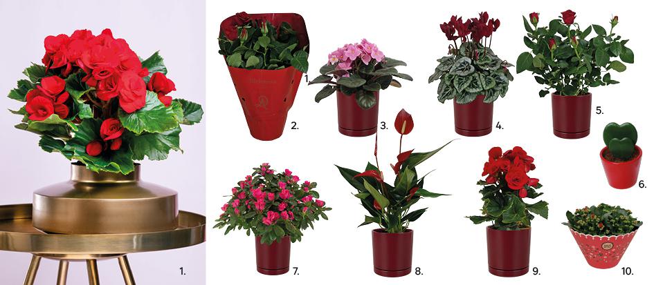 1. Begonia Baladin Red 30 cm, 35,99 zł, kod 86552563, 2. Róża 25 cm 29,99 zł, kod 91667838, 3. Fiołek afrykański mix 20 cm 10,99 zł, kod 45181346, 4. Cyklamen Tuxedo czerwony 25 cm 27,99 zł, kod 93788345 , 5. Róża 25 cm 29,99 zł, kod 91667838, 6. Hoja Kerri 10-15 cm w osłonce ceramicznej 19,99 zł, kod 90309996, 7. Azalia czerwona 25 cm 21,90 zł, kod 45669834, 8. Anturium Banderola Roja 30 cm 39,99 zł, kod 94388345, 9. Begonia Baladin Red 30 cm, 35,99 zł, kod 86552563, 10. Kalanchoe Rosalina 27 cm 64,99 zł, kod 94388344