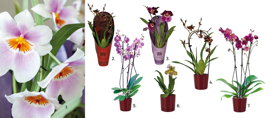 1. Storczyk Miltonia, dostępny w odmianach 2. Storczyk Cambria Red Beauty mix 35 cm 54,99 zł kod 94388350, 3. Miltoniopsis Magenta Purple Pleasure 54,99 zł, kod 94388349, 4. Storczyk Cambria Red Beauty mix 35 cm 54,99 zł, kod 94388350, 5. Storczyk Falenopsis mix 60-70cm 3 pędy 64,99 zł, kod 45083465, 6. Storczyk Pafiopedilum Hybrid 30 cm 89,99 zł, kod 94388351, 7. Storczyk Falenopsis mix 60-70cm 3 pędy 64,99 zł, kod 45083465.