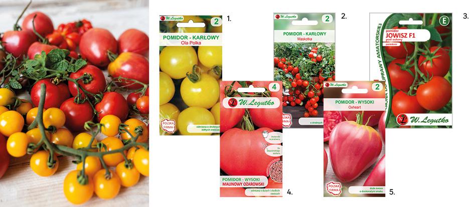 1. Pomidor gruntowy karłowy Ola Polka nasiona W. Legutko 3,99zł, kod 45408832, 2. Pomidor gruntowy karłowy Maskotka nasiona W. Legutko 3,99zł, kod 45408111, 3. Pomidor pod osłony Jowisz F1 Profi nasiona do uprawy profesjonalnej 30 sztuk W. Legutko, 17,79 zł, kod 45651634, 4. Pomidor malinowy gruntowy Ożarowski nasiona W. Legutko 6,29 zł, kod 83708039, 5. Pomidor gruntowy wysoki Oxheart malinowy nasiona W. Legutko 3,99 zł kod 45409140