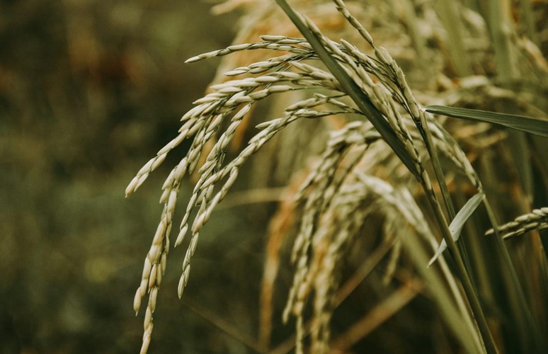 Ryż w pielęgnacji skóry – naturalny składnik o wysokiej skuteczności